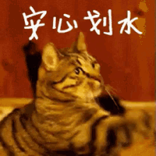 安心 GIF - Focus Cat GIFs