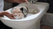 Fuzzy Micro Pig In The Bath! Squeee! GIF