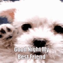 Roksana Good Night Best Friend GIF