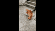 a cat walking down a set of stairs next to a green railing