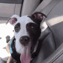Puppy Lucci GIF - Puppy Lucci Tongue Out GIFs