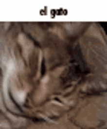 Cat Bcj GIF - Cat Bcj Text Meme GIFs