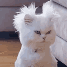 Per Lover Kitty Cat GIF - Per Lover Kitty Cat Angry Cat GIFs
