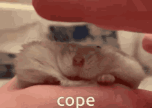 Hamsters Cope GIF - Hamsters Cope GIFs