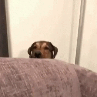 hiding dog