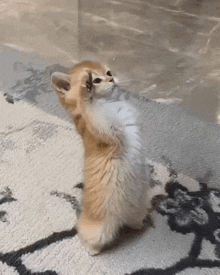 a kitten is standing on its hind legs on a rug and looking up .