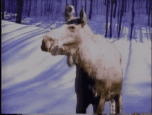 Moose Talking GIF - Moose Talking GIFs
