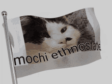 Mochi Mochi Cat GIF - Mochi Mochi Cat Mochi The Cat GIFs