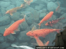 Qızıl Balığ Kızıl Balık GIF - Qızıl Balığ Kızıl Balık Fishes GIFs