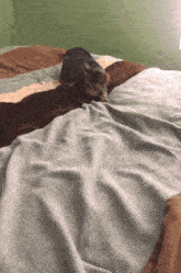 Cat Cat Bed GIF - Cat Cat Bed Bed Hug GIFs