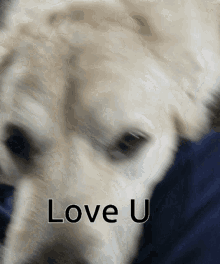 Dog Dogo GIF - Dog Dogo Love You GIFs