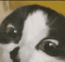 a close up of a black and white cat 's eyes looking at the camera .