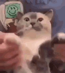 Cat Dancing My Back Arms GIF - Cat Dancing My Back Arms GIFs
