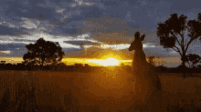 Australia Kangaroo GIF