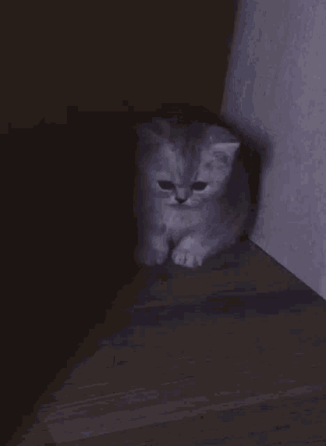Crying Cat Gif