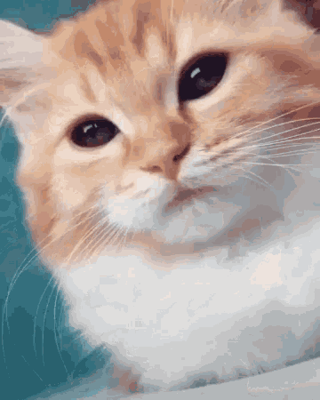Cat Cute Kitty GIF - Cat Cute Kitty Uwu - Discover & Share GIFs