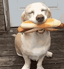 Dog Satisfied GIF - Dog Satisfied Hotdog GIFs