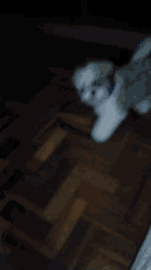 a small white dog is standing on a wooden floor next to a person 's feet