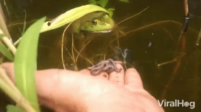 frog eating frog gif