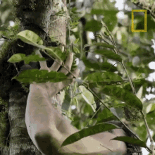 Plucking Durian Primal Survivors GIF