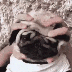 Pug GIF - Pug Squeeze Squish GIFs