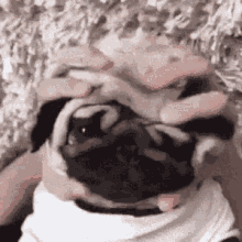 Pug GIF - Pug Squeeze Squish GIFs