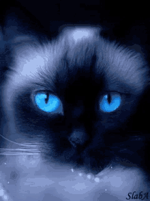 cat gifs  Page 13  Cute animals Cute cats Animals