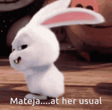 mateja rabbit at her usual cute rabbit snowball