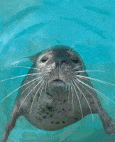 Seal Shaking Head GIF - Seal Shaking Head No GIFs