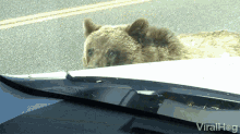 Bear Bear Getting On Hood Of Car GIF - Bear Bear Getting On Hood Of Car Bear On Car GIFs