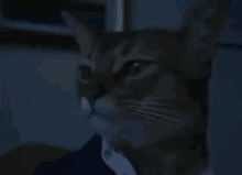 Cat Mood GIF - Cat Mood Moody GIFs