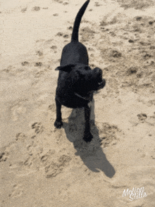 Shake It Labrador GIF - Shake It Labrador Dog GIFs