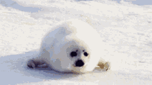 Seal Baby Seal GIF - Seal Baby Seal Cute GIFs