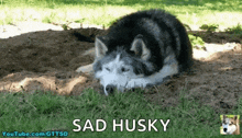 Gttsd Gone To The Snow Dogs GIF