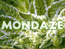 a close up of a marijuana plant with mondaze written on it