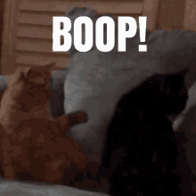 Boop Cats GIF - Boop Cats Poke GIFs