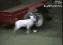 Goat Ramming GIF - Goat Ramming Attack GIFs
