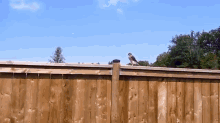 This Is My New Nest GIF - Falcon Head Hair GIFs