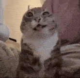 a cat is sticking its tongue out while sitting next to a person .