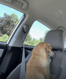 a dog sitting in the back seat of a car with its head resting on the seat belt