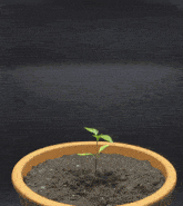 a small plant is growing in a pot of soil