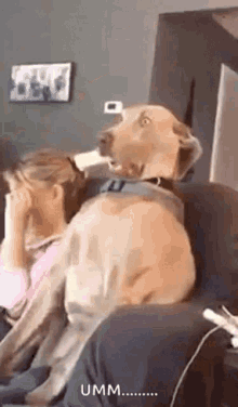 Shocked Dog GIF - Shocked Dog Omg GIFs