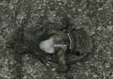 a dead bird with a blue ring on its head
