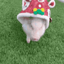Pig Piggy GIF - Pig Piggy Biscuit GIFs