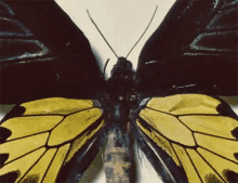 Wan Wandeth GIF - Wan Wandeth Butterfly GIFs