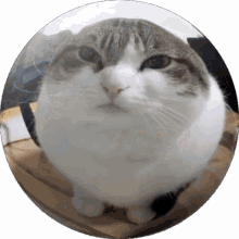 Wawa Ball GIF - Wawa Ball Cat GIFs