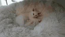 a white kitten is laying on a white blanket
