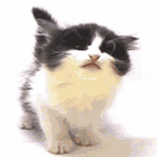 Lick Cat GIF - Lick Cat Kitty GIFs