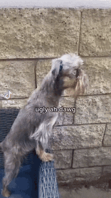 Ugly Ugly Dog GIF - Ugly Ugly Dog Ugly Ahh Dog GIFs