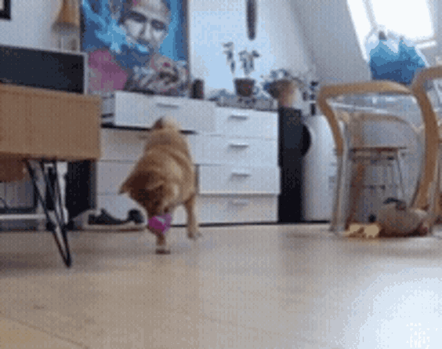 Biggie Shiba GIF Biggie Shiba Dog Discover & Share GIFs